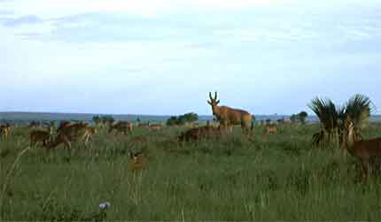 Murchison Falls